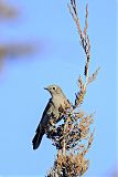 Townsend's Solitaire